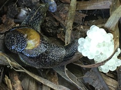 Helicarionidae