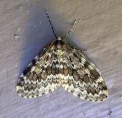 Malacodea pulchraria