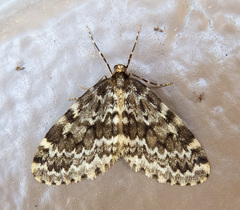 Malacodea pulchraria