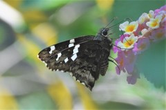 Codatractus arizonensis