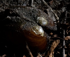 Anodontites trapesialis