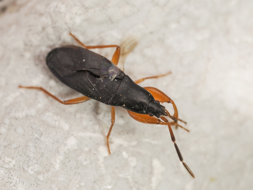 Proderus suberythropus