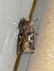 Cerastis enigmatica