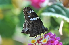 Codatractus arizonensis