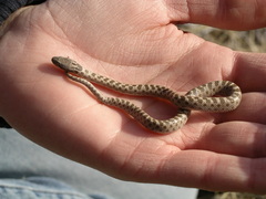 Hypsiglena chlorophaea