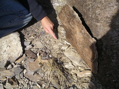 Hypsiglena chlorophaea