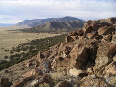 Hypsiglena chlorophaea