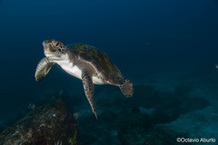 Green Sea Turtle