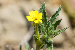 Camissoniopsis lewisii