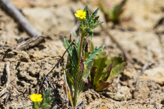 Camissoniopsis lewisii
