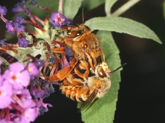 Amegilla bombiformis