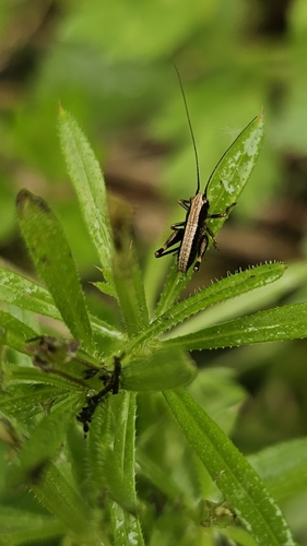 Dark Bush-cricket