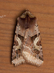Cerastis enigmatica