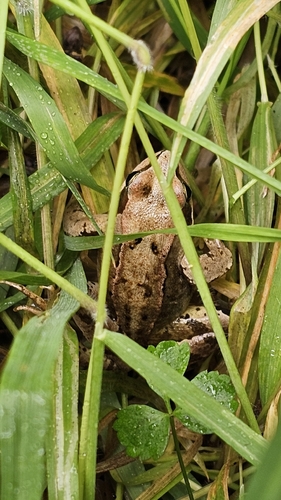 European Common Frog