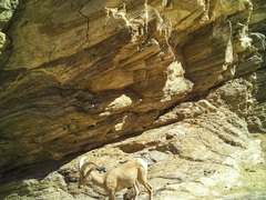Ovis canadensis nelsoni