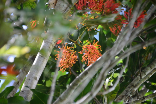 Stenocarpus sinuatus observed 2020-03-16