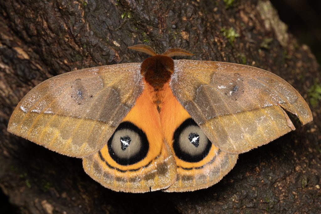 Automeris banus