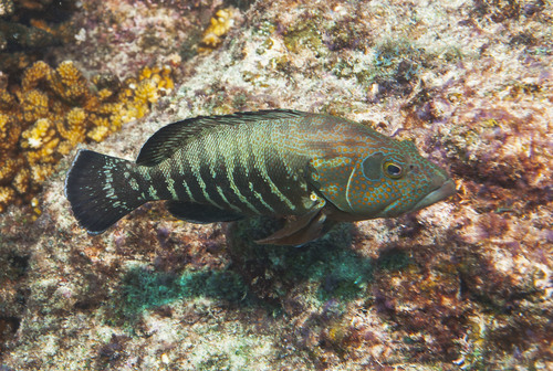 Pacific Graysby