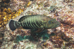 Cephalopholis panamensis