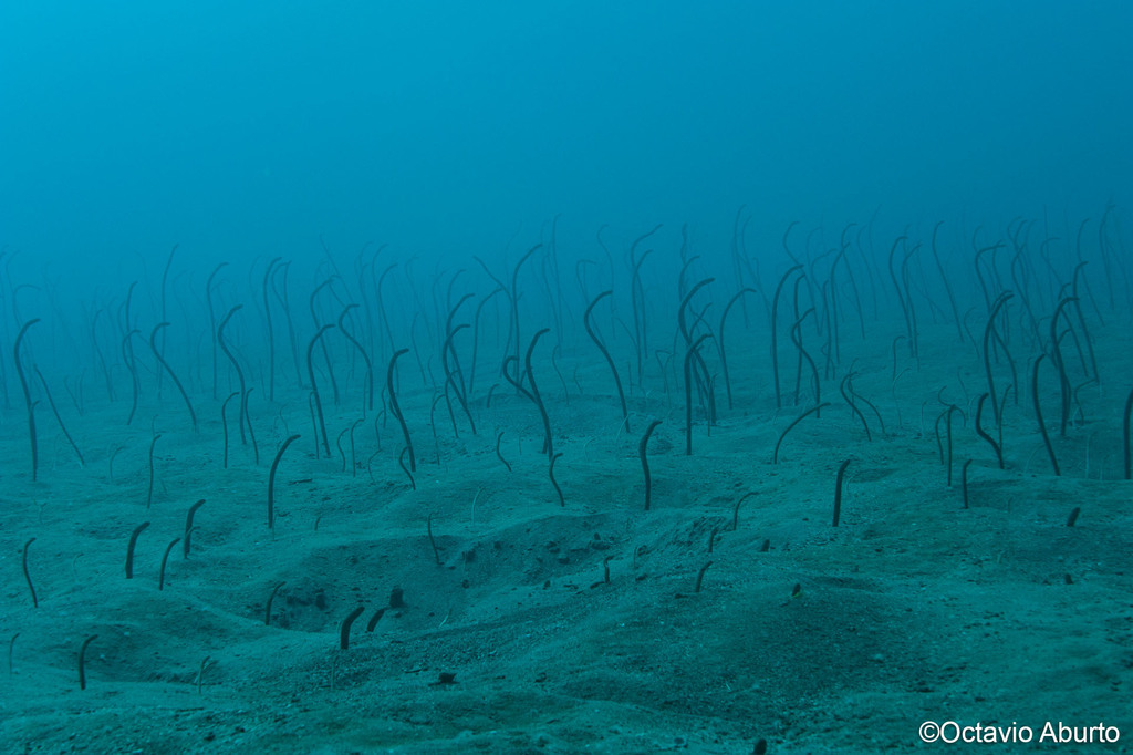 Speckled Garden Eel