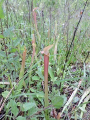 Sarracenia rubra