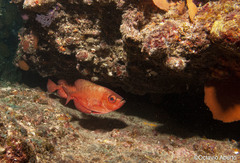 Heteropriacanthus
