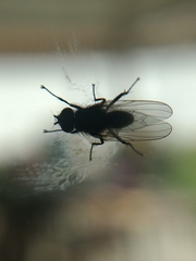 Diptera