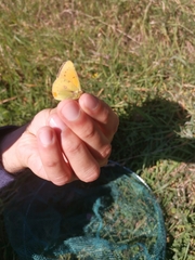 Colias vauthierii