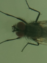 Diptera