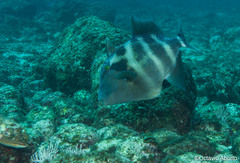 Pseudobalistes naufragium