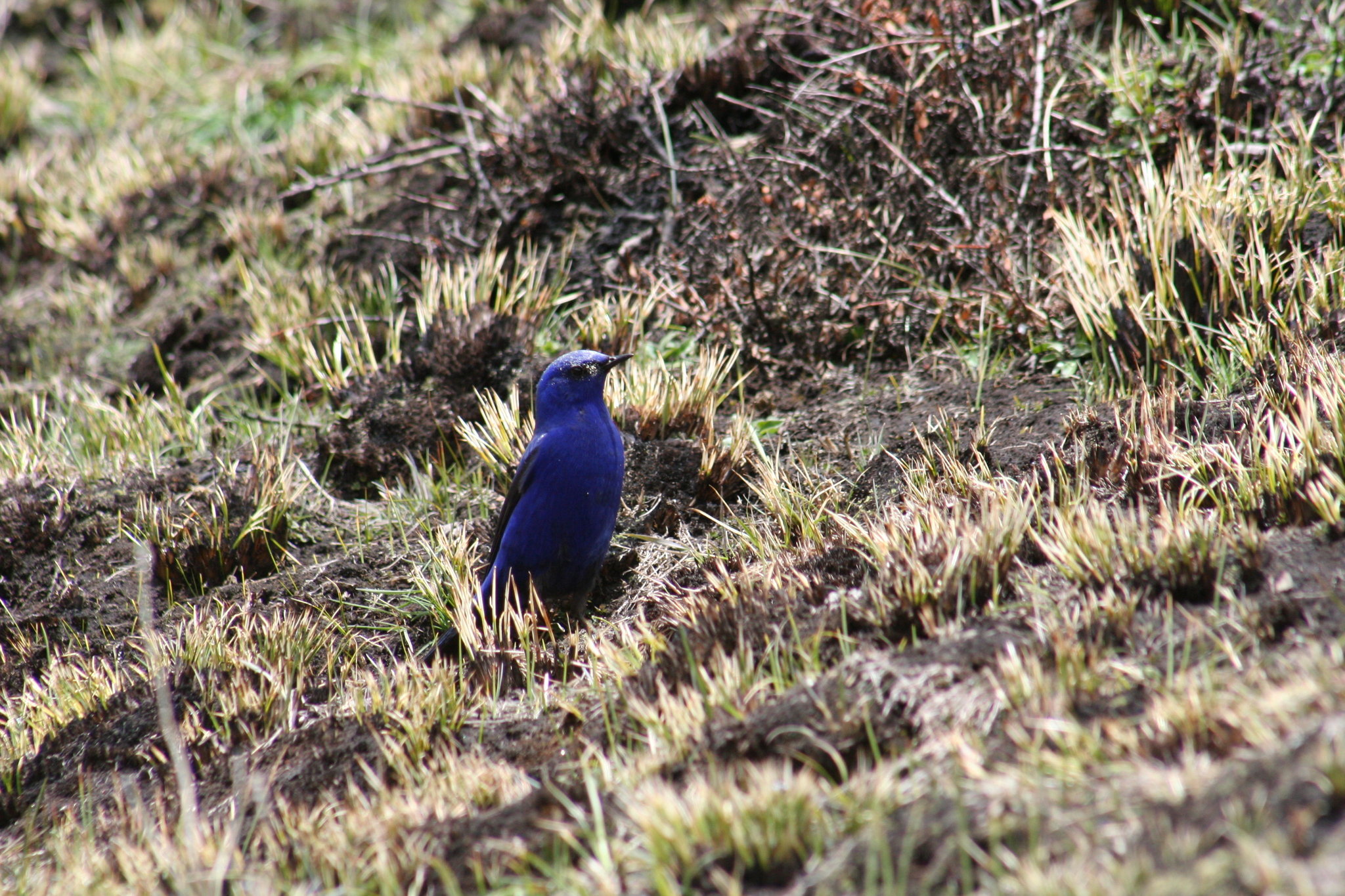 Grandala (Grandala coelicolor), photo 2