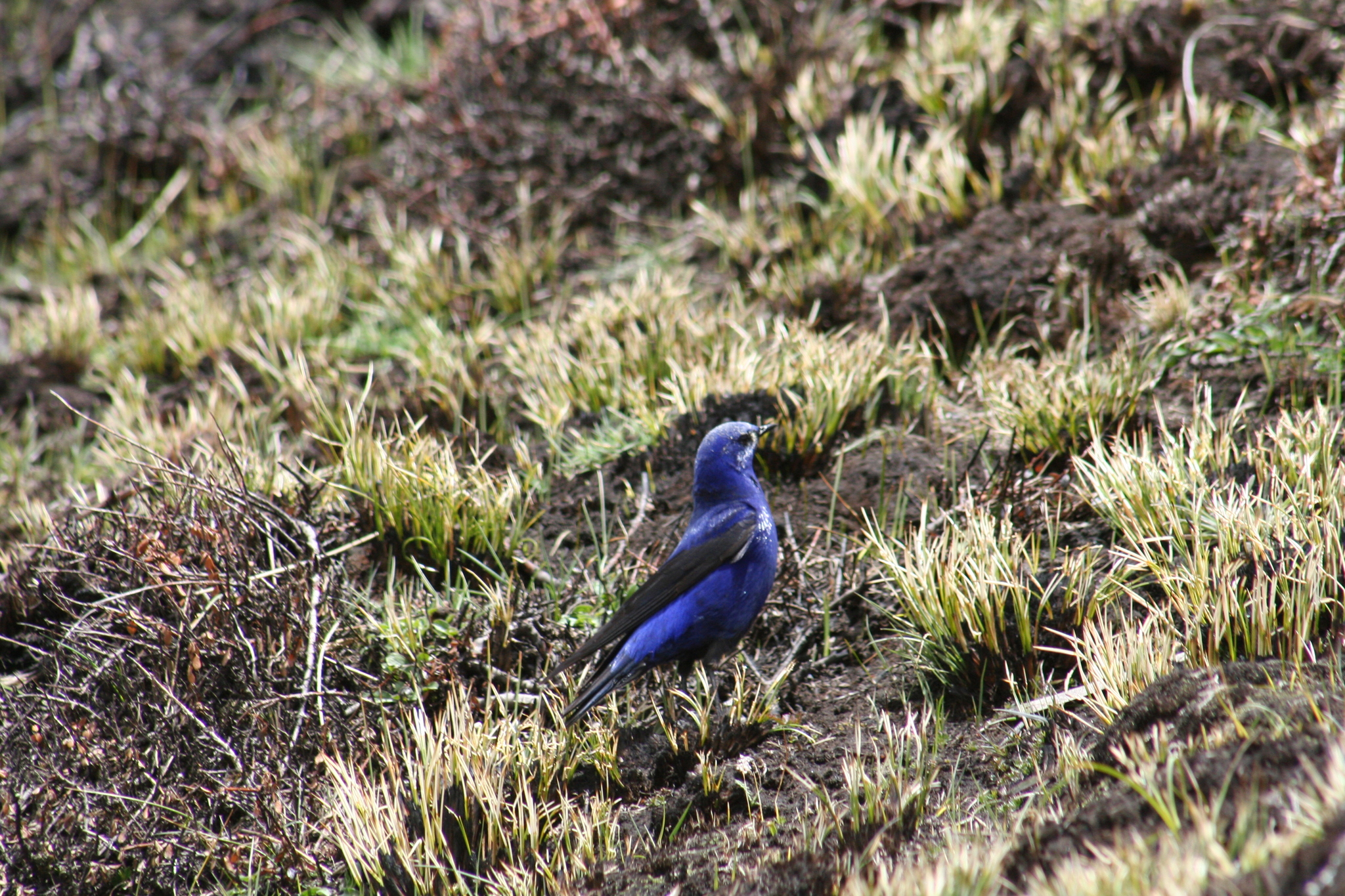 Grandala (Grandala coelicolor), photo 1