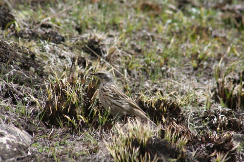 Rosy Pipit (Anthus roseatus), photo 8