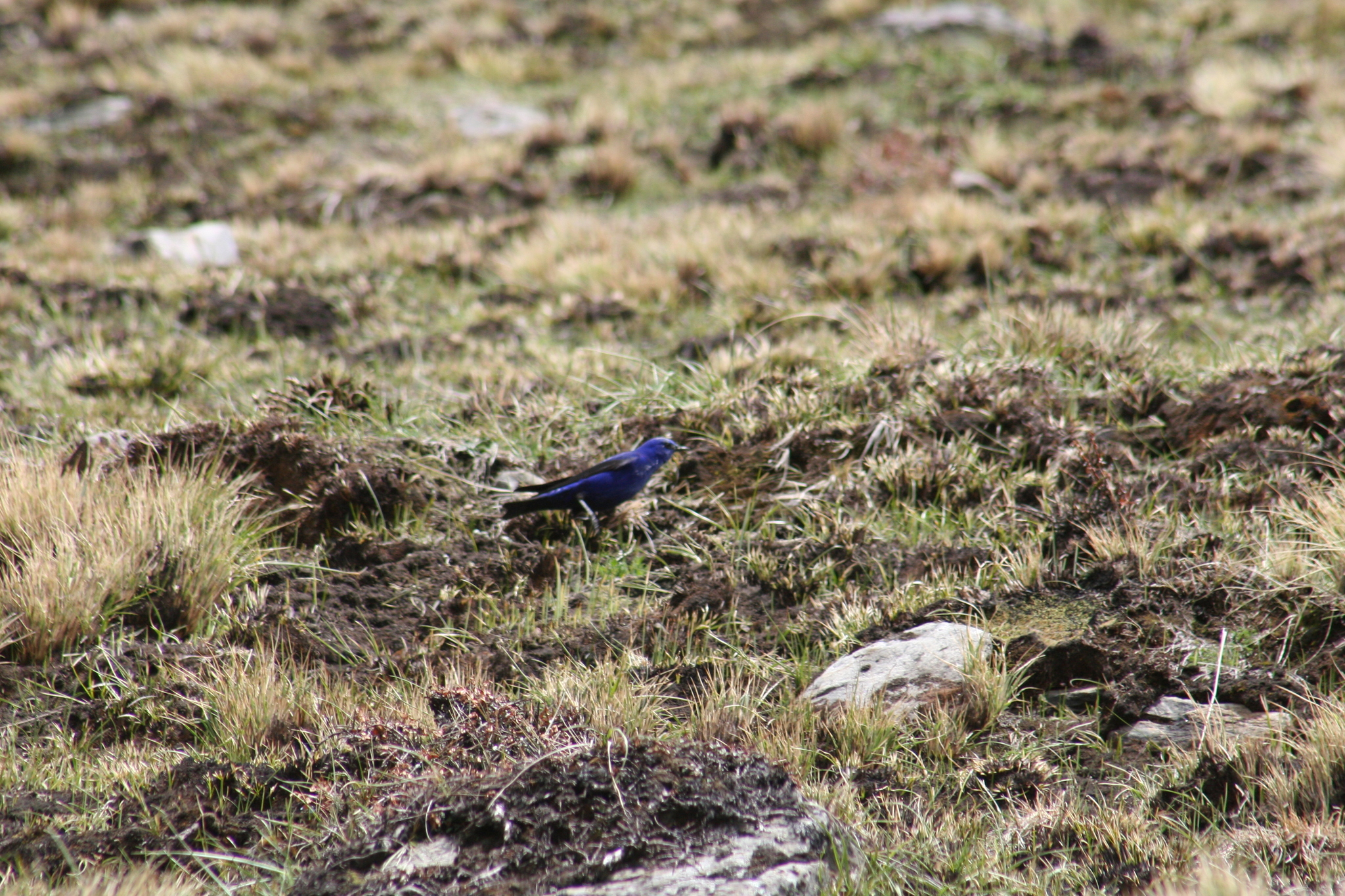 Grandala (Grandala coelicolor), photo 7