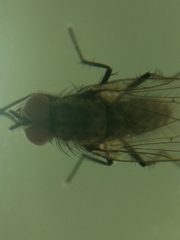 Diptera