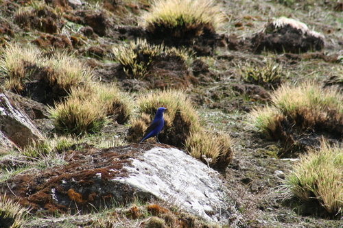 Grandala (Grandala coelicolor), photo 7