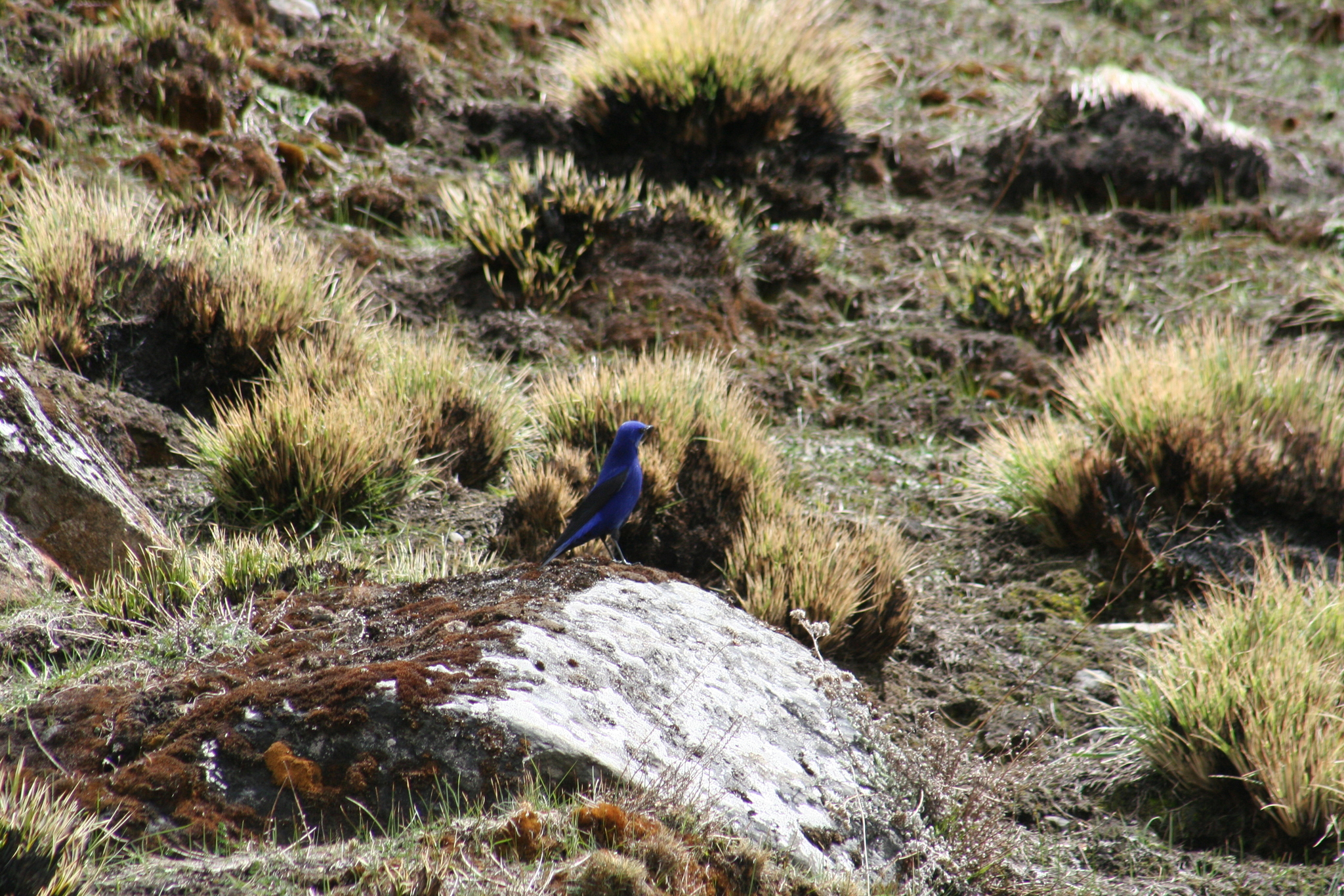 Grandala (Grandala coelicolor), photo 8