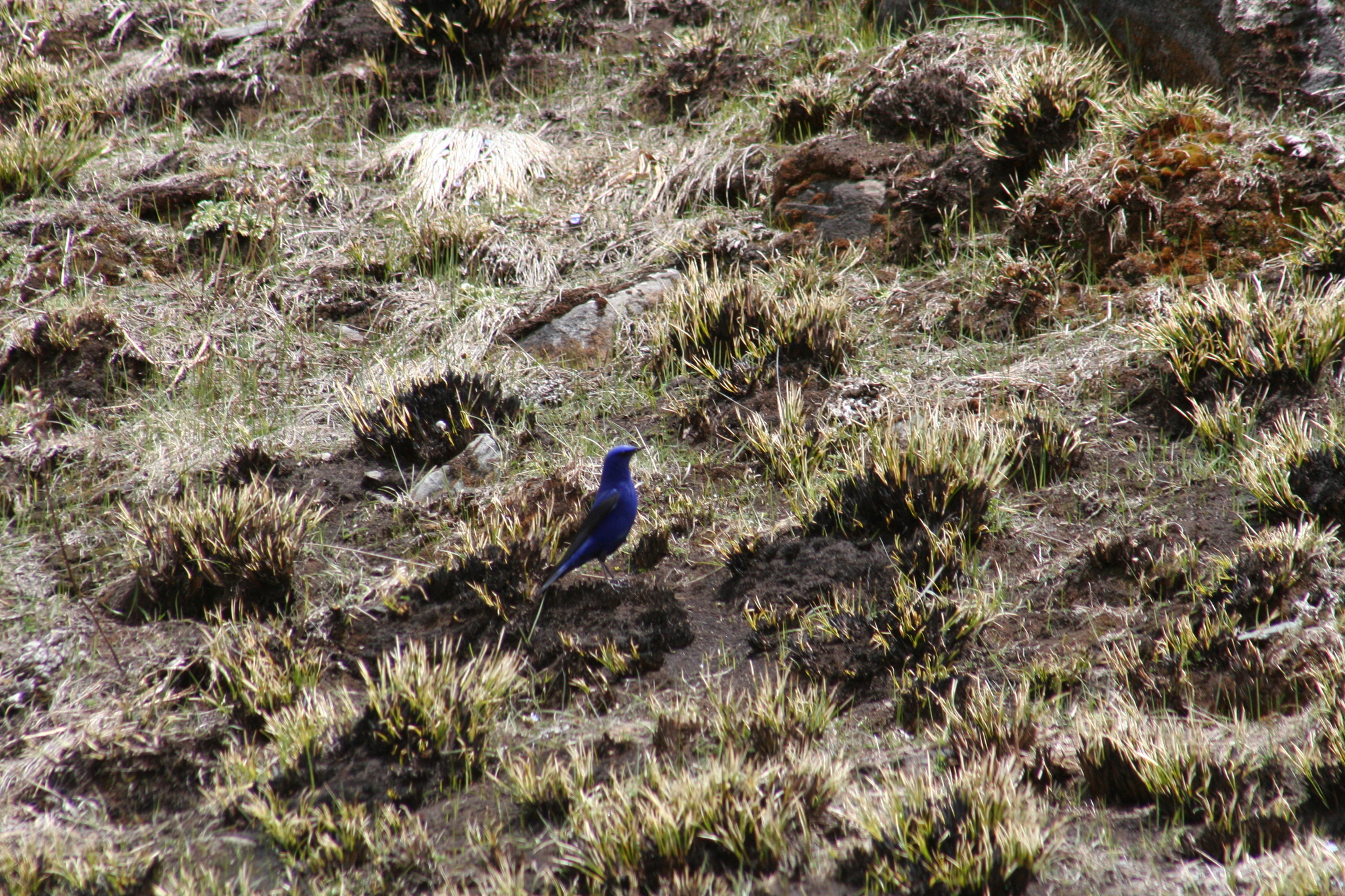 Grandala (Grandala coelicolor), photo 9
