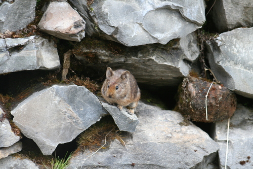 Ochotona roylii