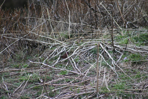 Spot-winged Rosefinch (Carpodacus rodopeplus)