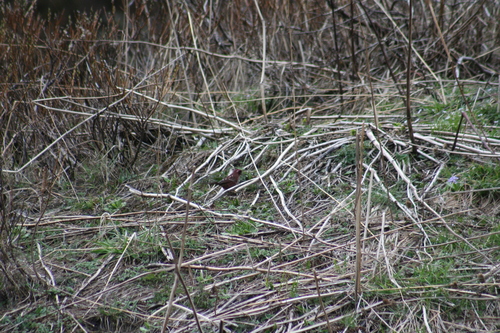 Spot-winged Rosefinch (Carpodacus rodopeplus), photo 2
