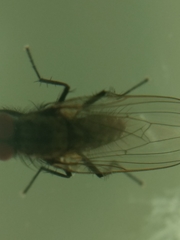 Diptera