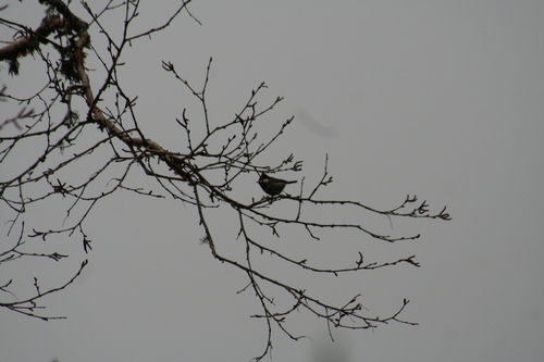 Rufous-vented Tit (Periparus rubidiventris), photo 3