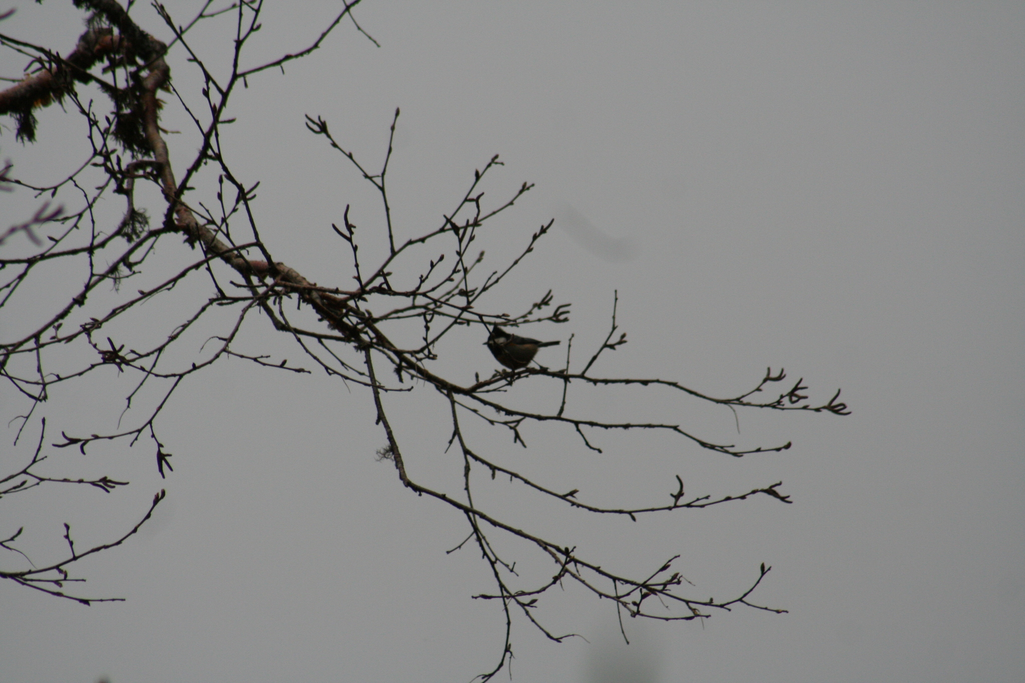 Rufous-vented Tit (Periparus rubidiventris), photo 3
