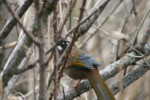 Black-faced Laughingthrush (Trochalopteron affine), photo 3