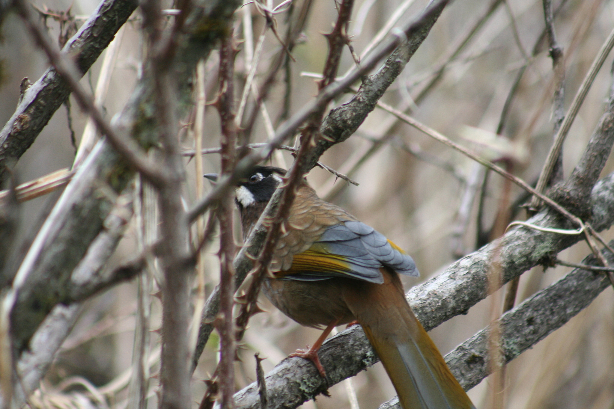Black-faced Laughingthrush (Trochalopteron affine), photo 3