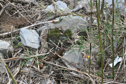 Scaly-breasted Cupwing (Pnoepyga albiventer), photo 5