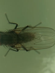 Diptera