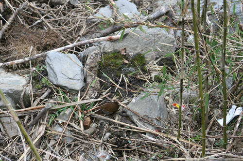 Scaly-breasted Cupwing (Pnoepyga albiventer), photo 2