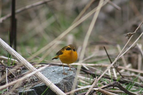 Golden Bush Robin (Tarsiger chrysaeus), photo 4